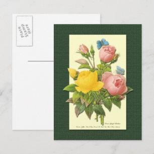 Rosa och gula botaniska rosor tom vykort