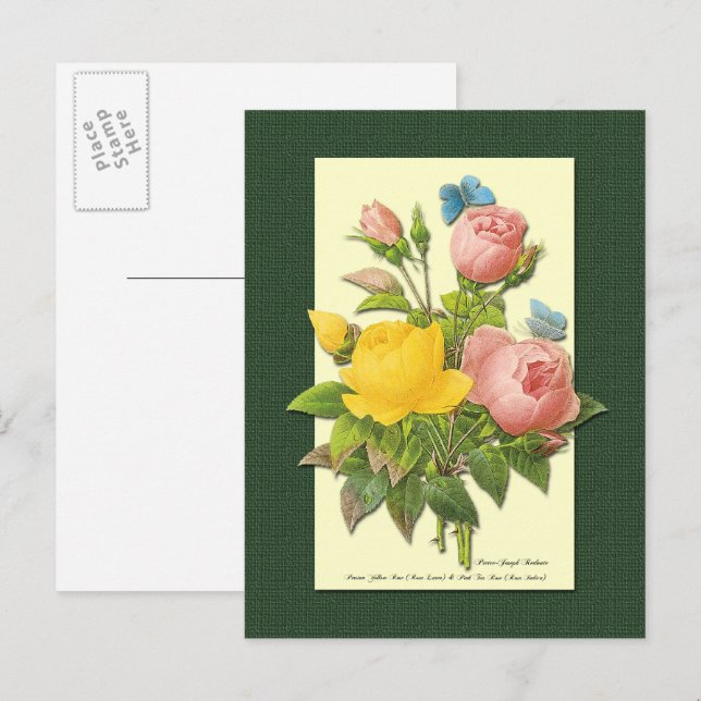 Rosa och gula botaniska rosor tom vykort (Fram/baksida)