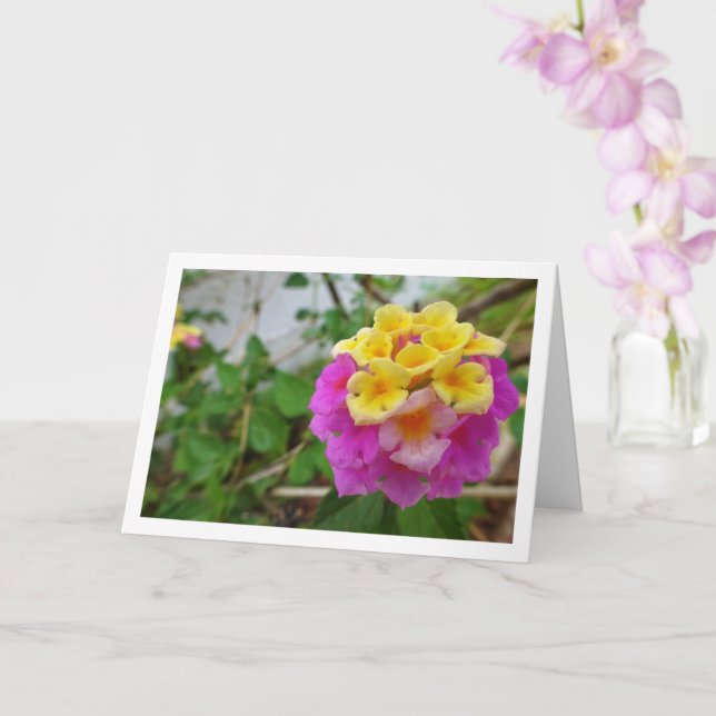 Rosa och gula Lantana-blommor Kort (Orkide)