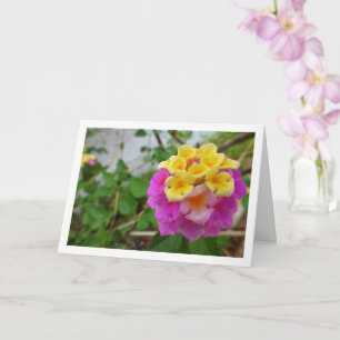 Rosa och gula Lantana-blommor Kort