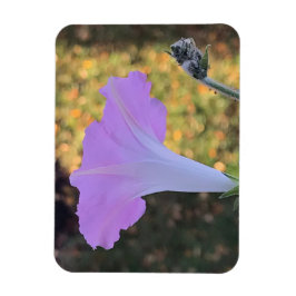 Rosa och guldglänsande praktgloria magnet