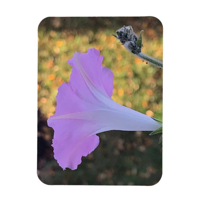 Rosa och guldglänsande praktgloria  magnet (Vertikal)