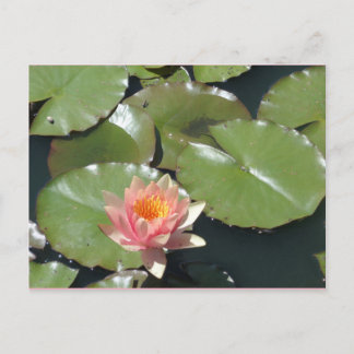 Rosa och Gult Blomsterkort Vykort