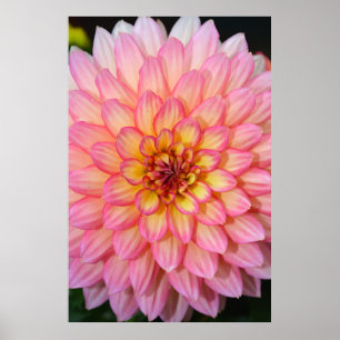 Rosa- och gult-blomsterutskrift poster