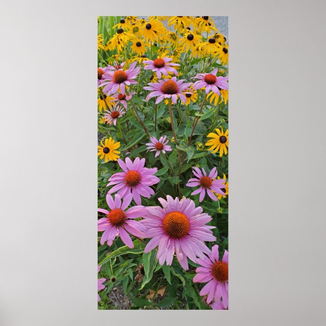 Rosa och Gult Cone Flowers Natur Fotography Poster (Framsidan)