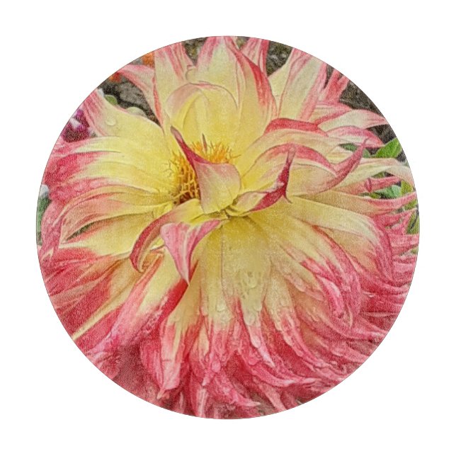 Rosa och Gult Dahlia (Framsidan)