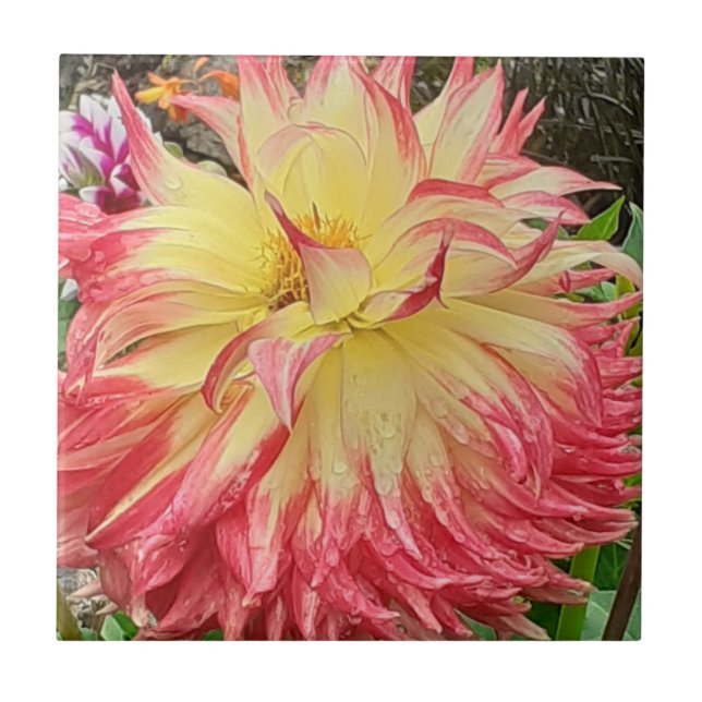 Rosa och Gult Dahlia Ceramic Tile Kakelplatta (Framsidan)