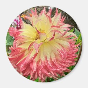 Rosa och Gult Dahlia Magnet
