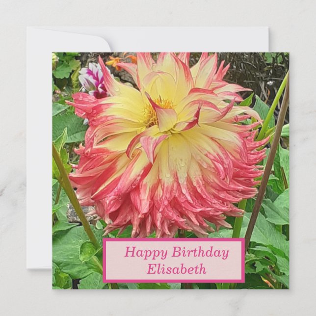 Rosa och Gult Dahlia-platta födelsedagskort Kort (Framsida)