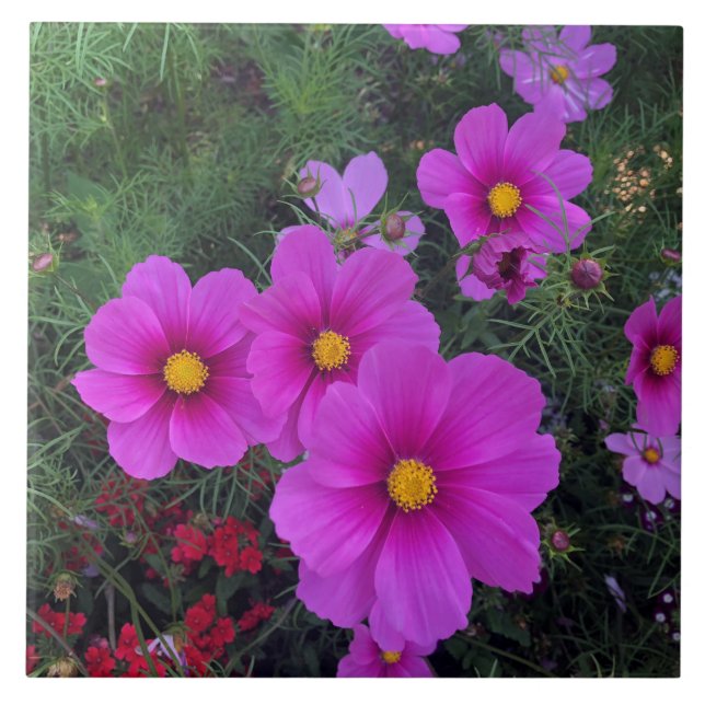 Rosa och Gult Daisy Blommor, keramiskt plattor Kakelplatta (Framsidan)