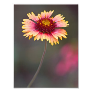 Rosa och Gult Desert-Daisy Fototryck