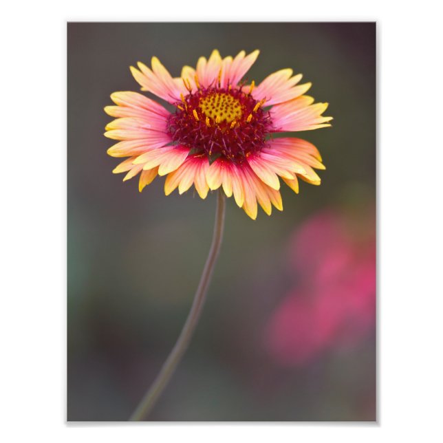 Rosa och Gult Desert-Daisy Fototryck (Framsidan)