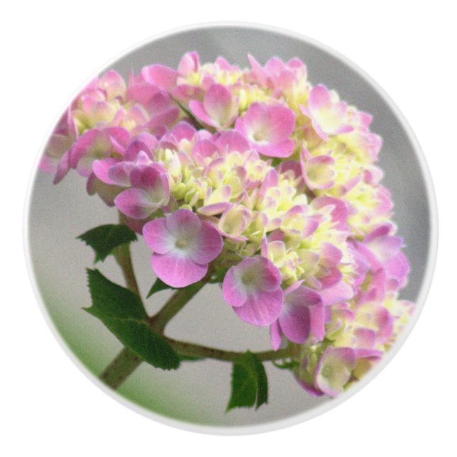 ROSA OCH GULT HYDRANGEA/DEKORATIV CERAMISK KNOB KNOPP (Framsidan)