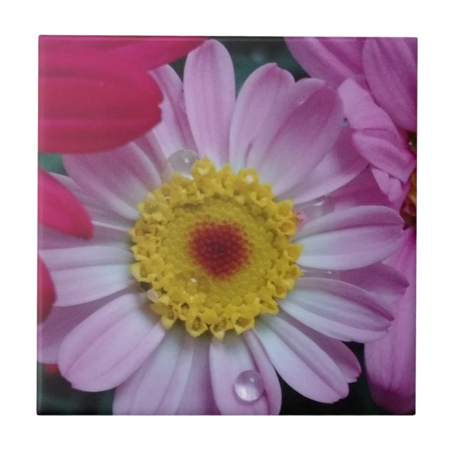 Rosa och gult kakelplatta (Framsidan)