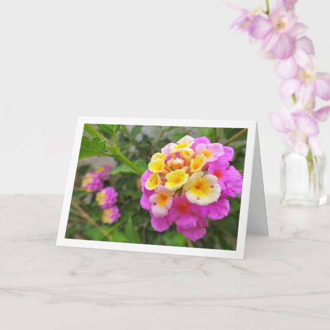 Rosa och Gult Lantana Flowers Kort (Orkide)