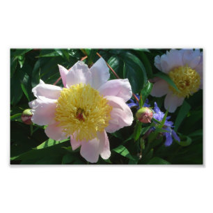 Rosa och Gult Peonies vackra Blommigt Fototryck