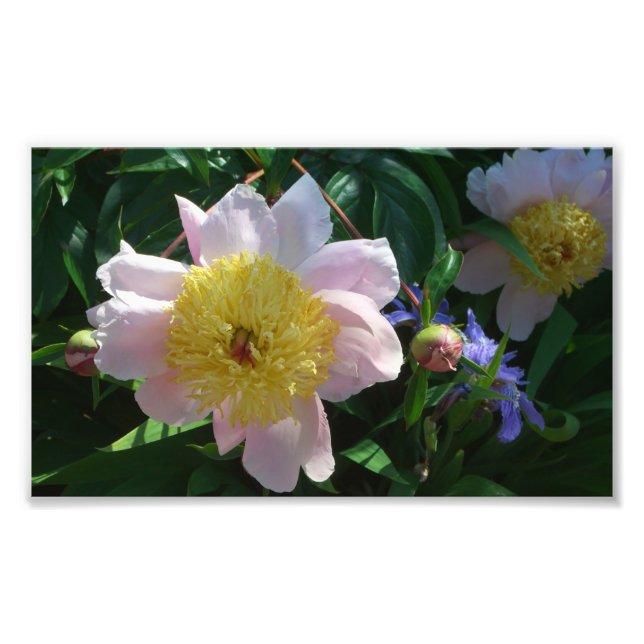 Rosa och Gult Peonies vackra Blommigt Fototryck (Framsidan)