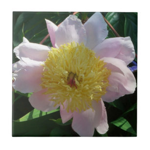 Rosa och Gult Peonies vackra Blommigt Kakelplatta