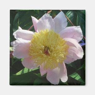 Rosa och Gult Peonies vackra Blommigt Magnet