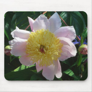 Rosa och Gult Peonies vackra Blommigt Musmatta
