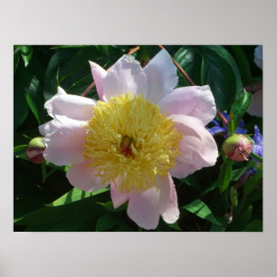 Rosa och Gult Peonies vackra Blommigt Poster