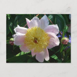 Rosa och Gult Peonies vackra Blommigt Vykort