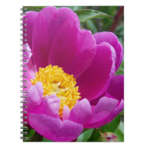 Rosa och Gult Peony-dator