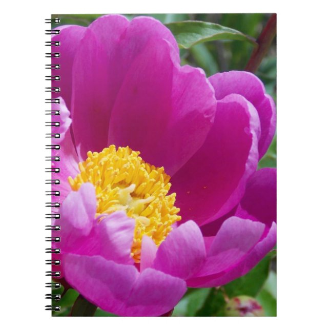 Rosa och Gult Peony-dator Anteckningsbok (Framsidan)