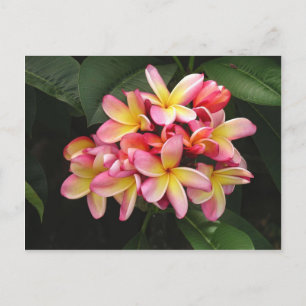 Rosa och Gult Plumeria Tropical Flowers Vykort