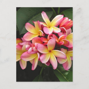 Rosa och Gult Plumeria Tropical Flowers Vykort