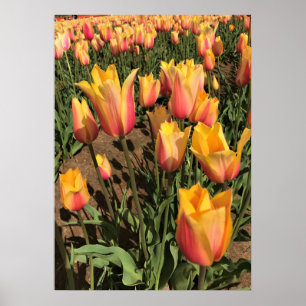 Rosa och Gult Poster