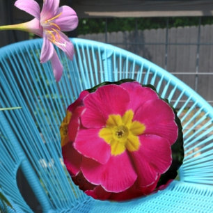 Rosa och Gult Primroses Bright Blommigt botanik Rund Kudde