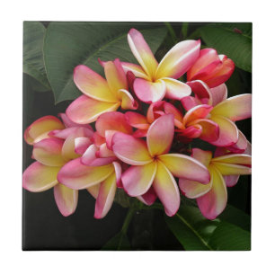 Rosa och Gult Tropical Plumeria Flowers Kakelplatta