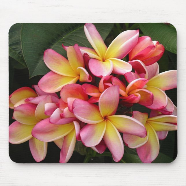 Rosa och Gult Tropical Plumeria Flowers Musmatta (Framsidan)
