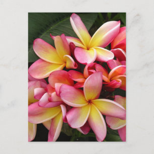 Rosa och Gult Tropical Plumeria Flowers Vykort