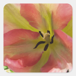 Rosa och Gult Tulip Fyrkantigt Klistermärke