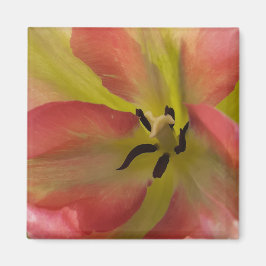 Rosa och Gult Tulip Magnet