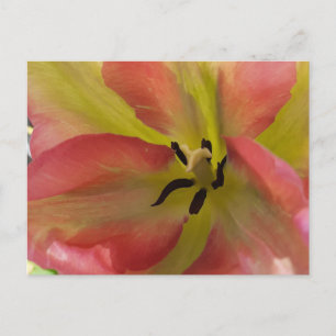 Rosa och Gult Tulip Vykort