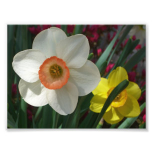 Rosa och Gult Vår blommor i Daffodils Fototryck