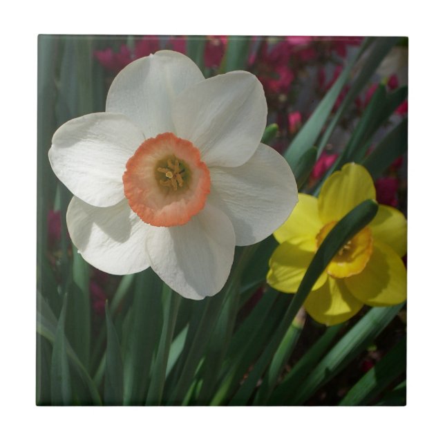 Rosa och Gult Vår blommor i Daffodils Kakelplatta (Framsidan)