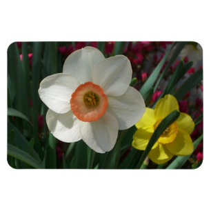 Rosa och Gult Vår blommor i Daffodils Magnet