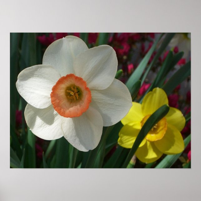 Rosa och Gult Vår blommor i Daffodils Poster (Framsidan)