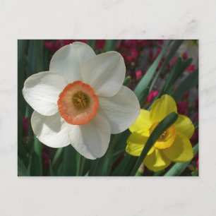 Rosa och Gult Vår blommor i Daffodils Vykort