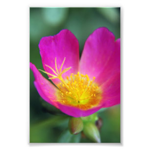 Rosa- och gultblomma fototryck