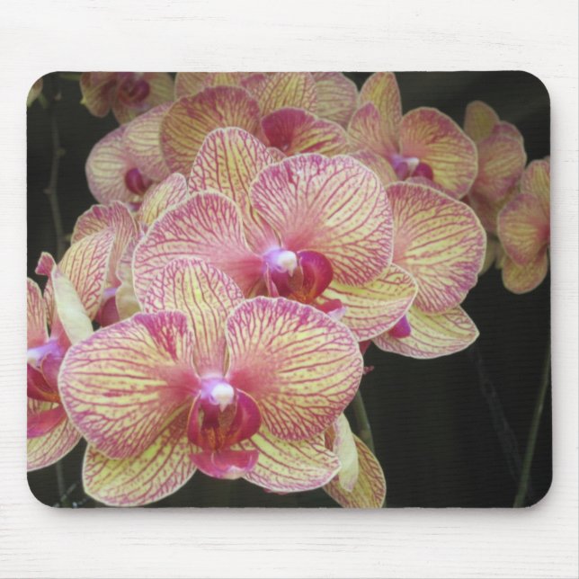 Rosa- och gultmalOrchid Mousepad Musmatta (Framsidan)