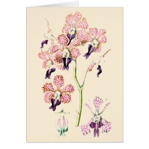 Rosa och lila av orkidéblommor, utan blankprov hälsningskort