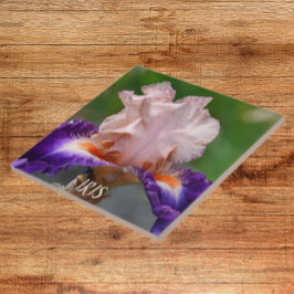 Rosa och Lila Bearded Iris Blommigt Kakelplatta