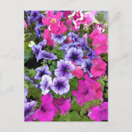 Rosa och Lila Blommar i Petunia Vykort
