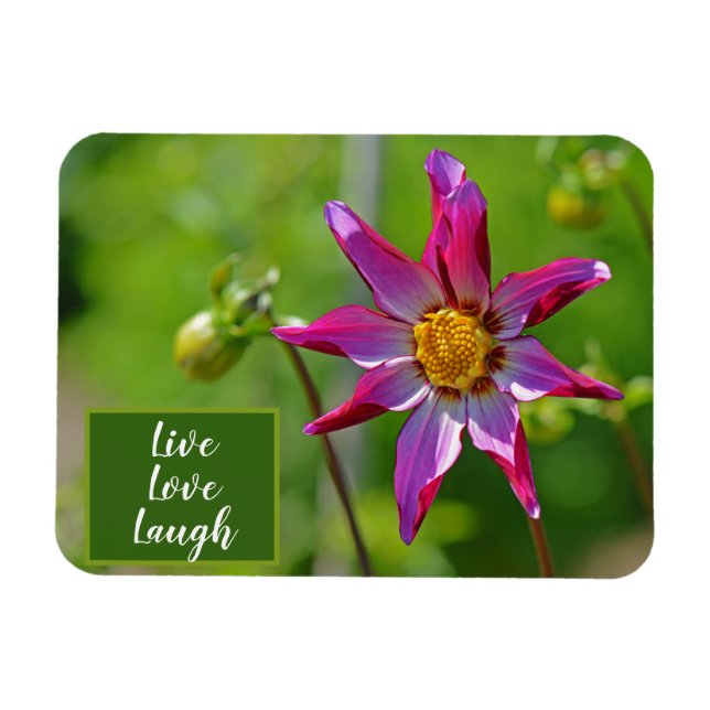 Rosa och Lila Dahlia Flower Motivational Magnet (Horisontell)