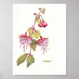 Rosa och lila fuschia vattenfärg poster